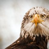 Потребителски аватар
